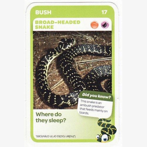 Woolworths Aussie Animals - Broad-Headed Snake #17