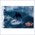 1994 FUTERA HOT SURF CARD WORLD TOUR 68 WAYNE BARTHOLOMEW