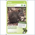 Woolworths Aussie Animals - Long-Nosed Potoroo #15