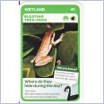 Woolworths Aussie Animals -  Bleating Tree-Frog #41
