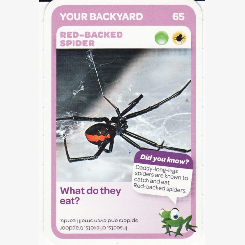 Woolworths Aussie Animals -  Red-Backed Spider #65