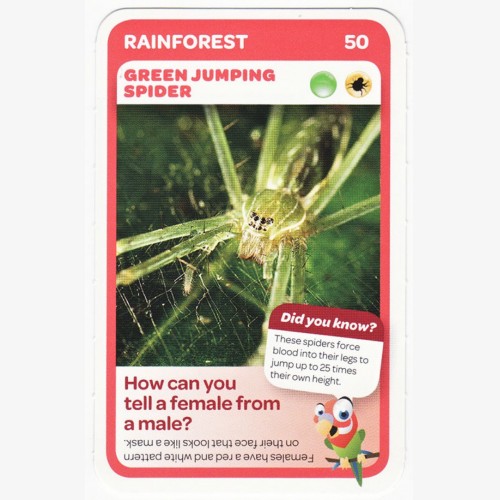 Woolworths Aussie Animals - Green Jumping Spider #50