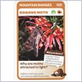 Woolworths Aussie Animals - Bogong Moth #103
