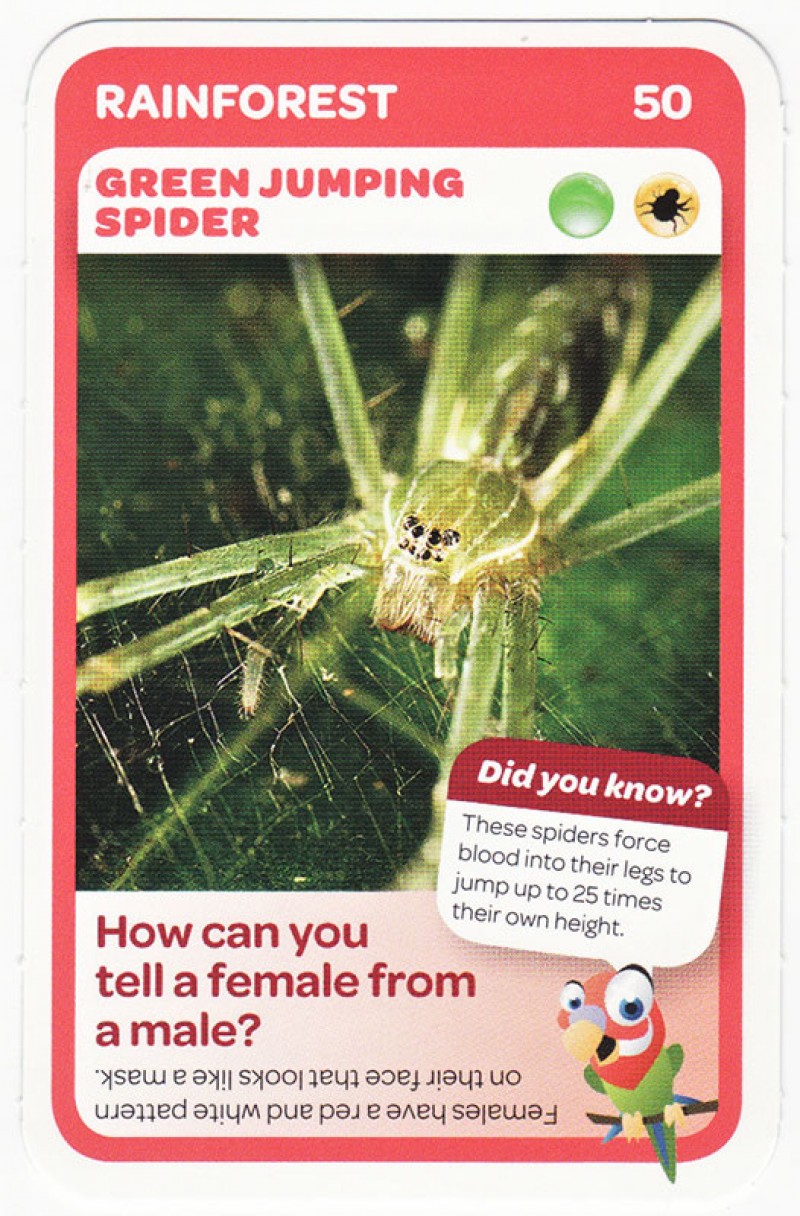 Woolworths Aussie Animals - Green Jumping Spider #50 | Gimko